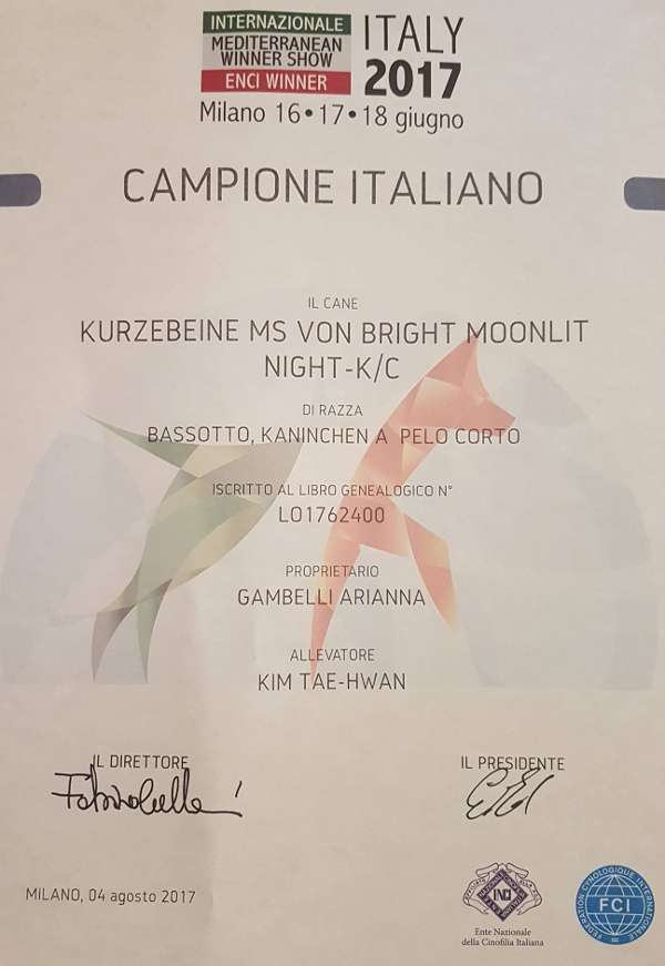 Kurzebeine Ms Von Bright Moonlit Night kaninchen campione italiano
